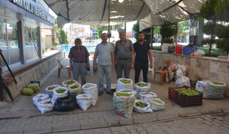 İNCİR İLE İĞLEĞİN SEVDASI