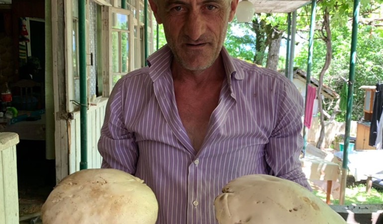 Dev Mantarlar Hayrete Düşürüyor.