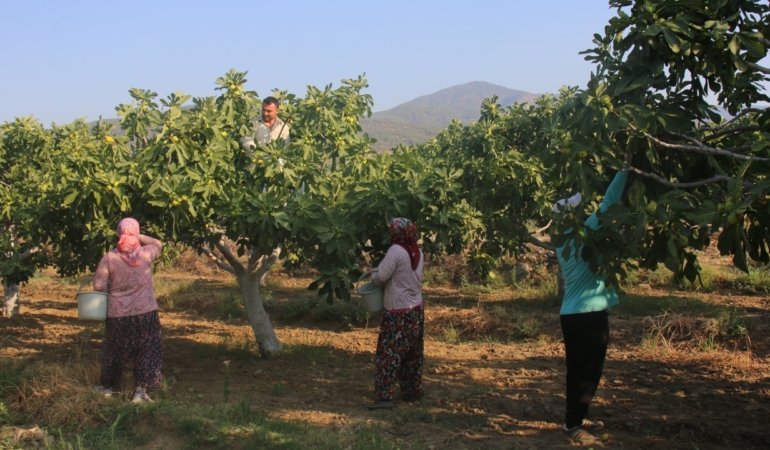 Bereketli Topraklarda İncir Hasadı Başladı