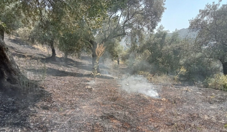Köşk’te Zeytinlik Alanda Yangın Çıktı
