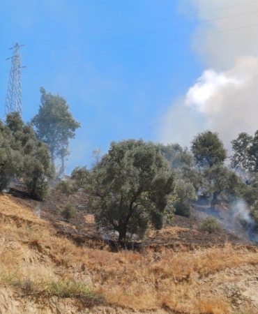 AYDIN'DA ZİRAİ ALAN YANGINI