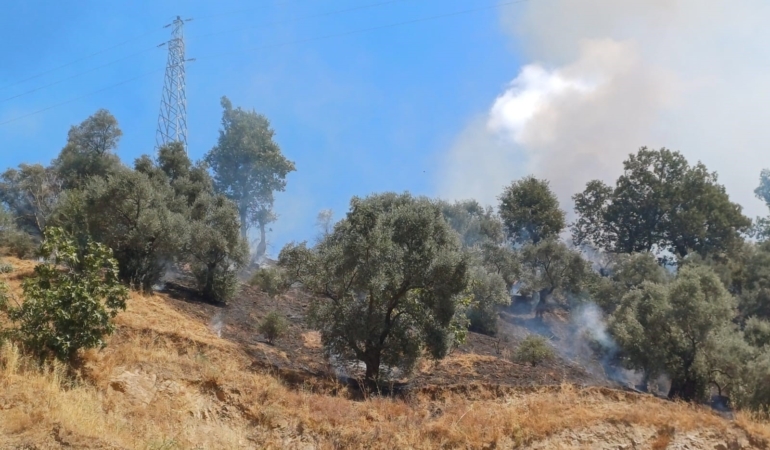 Köşk Başçayır’da Orman Yangını