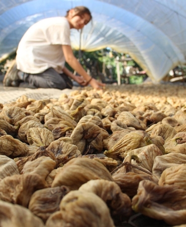 INCIR-URETICISININ-UMIDI-YORGUNLUGUNU-DINDIRIYOR-manset-1695047535