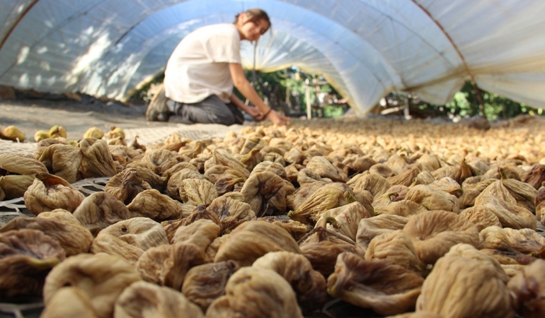 İncir Üreticisi Üzerinde Kirli Oyun Dönüyor