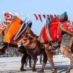 780x411-aydinda-deve-guresi-takvimi-belli-oldu-1724861721283