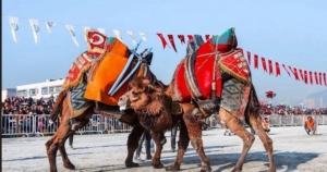 780x411-aydinda-deve-guresi-takvimi-belli-oldu-1724861721283