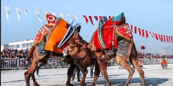 780x411-aydinda-deve-guresi-takvimi-belli-oldu-1724861721283