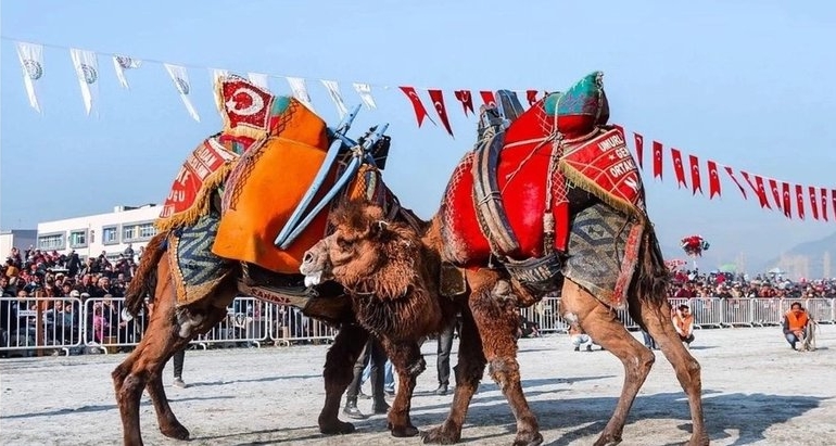 780x411-aydinda-deve-guresi-takvimi-belli-oldu-1724861721283