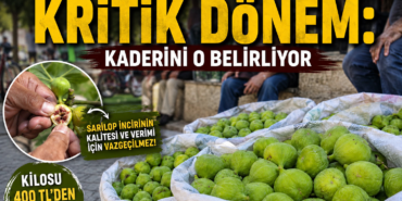 file_00000000478071fdafc5db87c8d6e019