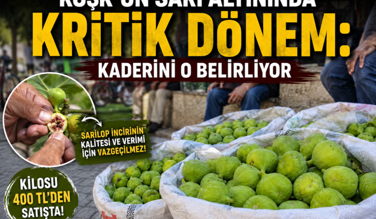 Köşk’ün Sarı Altınında Kritik Dönem: Kaderini O Belirliyor